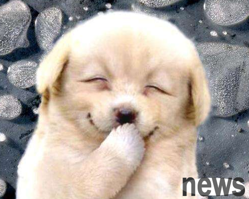 How to tell if a dog is a skewer?