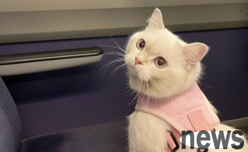Can cats take high-speed trains? Must understand