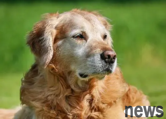 What should dogs pay attention to when they enter old age?