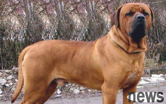 These 6 kinds of ferocious dogs should not be raised in the city, so you should stay away when you see them!