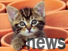 Do you think only dogs can shake hands with people? No, cats can do it too!