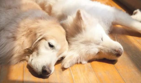What are the symptoms of dogs suffering from Alzheimer s disease?