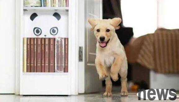 Dogs go out and rush out in summer, becoming 