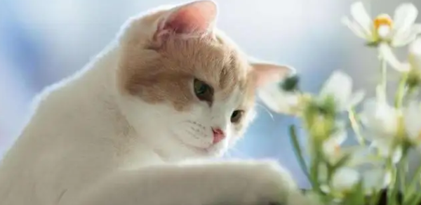 Cats are afraid of water, so why are they better take a bath?