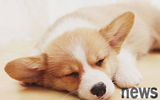 What s wrong with dogs having fever and cold? The pet owner sees it