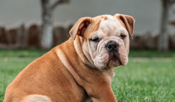 What should I do if my dog ​​has difficulty defecation? How to solve it?