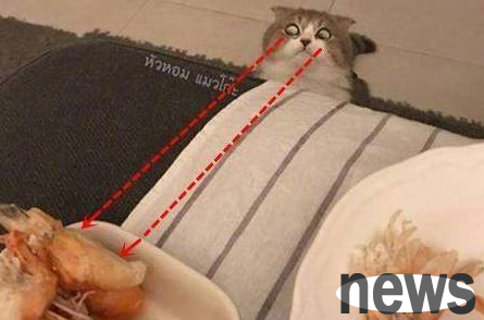 The owner made a plate of shrimps and turned around and saw the cat s greedy look. He felt both distressed and wanted to laugh.