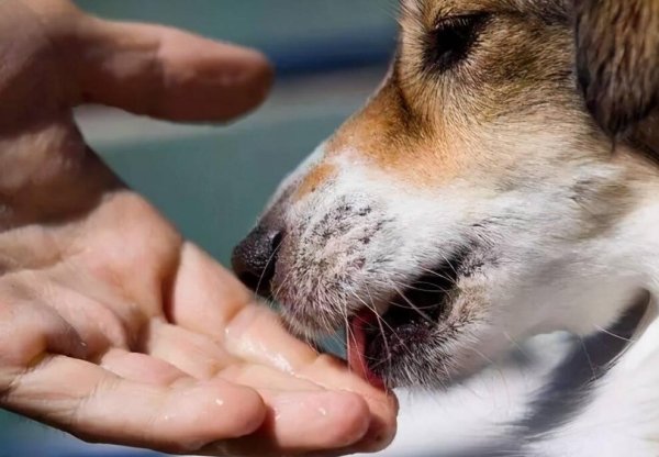 The top ten main manifestations of dogs feeling about you. If there is no one, you should reflect on yourself.