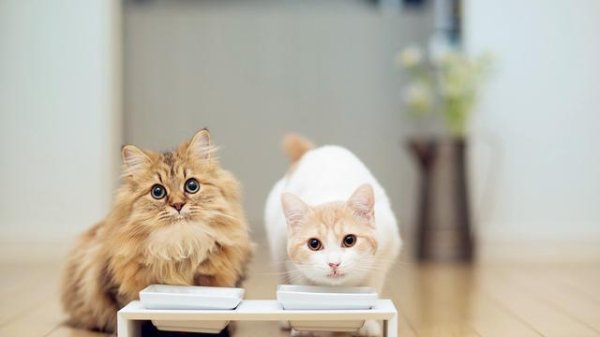 If you want to raise a cat, please 