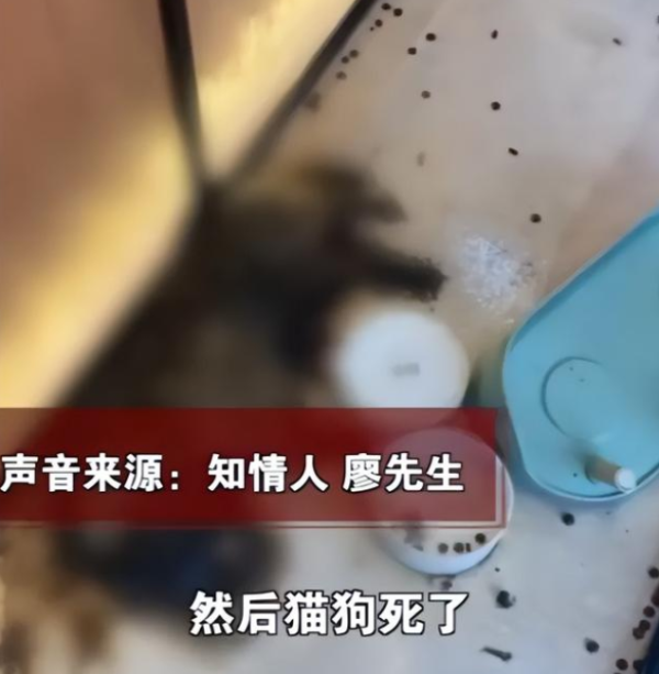 Too cruel! The owner of a pet shop left the half-month cat and dog were starved to death by thirst and starving