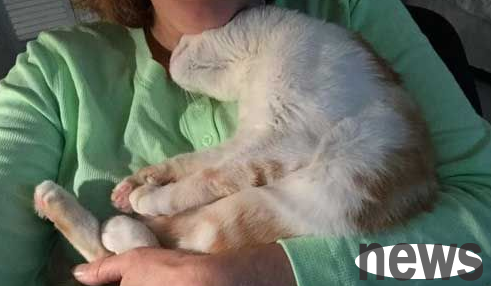 The orange cat loves to lie on the chest of the cat slave. It turns out there is a sad story behind it