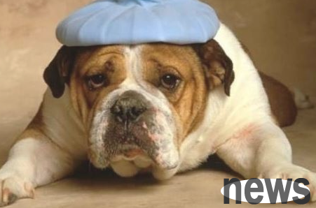 Dogs cry when they have a cold. Can dogs take medicine for adults when they have a cold?