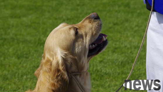 It s cold, and the dog thief is starting again. Those with the following 6 kinds of dogs should be careful
