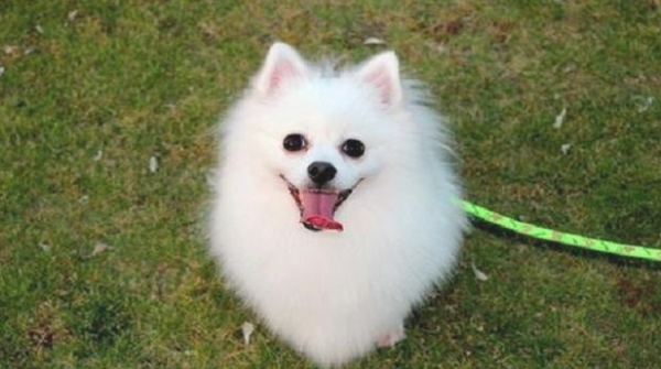 If a dog has the following 5 personal behaviors, there is no need to be arrogant. It is best to find out about cultural education.