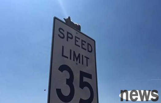 The kitten was trapped on the road sign and was burning with scorching sun. The police rushed to the rescue center.