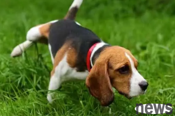When is it better to sterilize a dog? You cannot sterilize when you are in the following 4 situations
