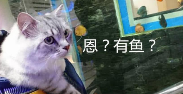 The owner took his cat to the aquarium. The cat was very excited, but the owner almost regretted it.