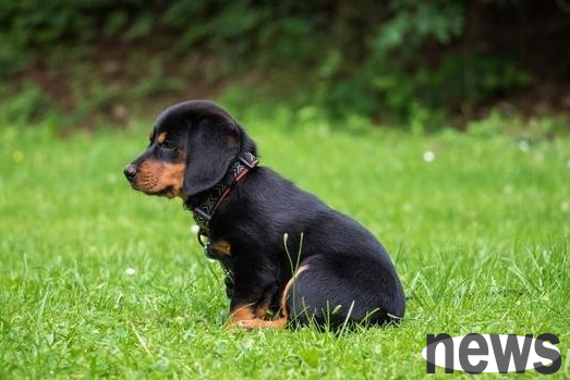 In the eyes of dogs, what is the world of human beings? Will there be a distinction between beauty and ugliness in people?