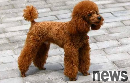 Five types of dogs in the dog world that are more 