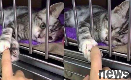 Go to a pet store to buy a cat, and a cat stretches out his hands directly: Take me away, don t hesitate