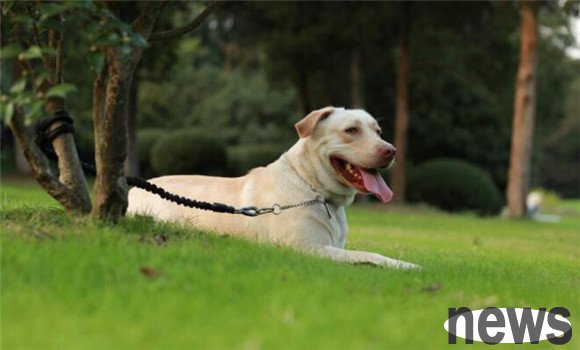 When a dog likes you, these four symptoms will occur. How many dogs in the family take up?