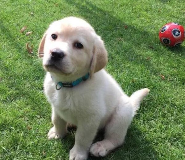 Why should dogs turn around before defecation? Actually, there is such a thing