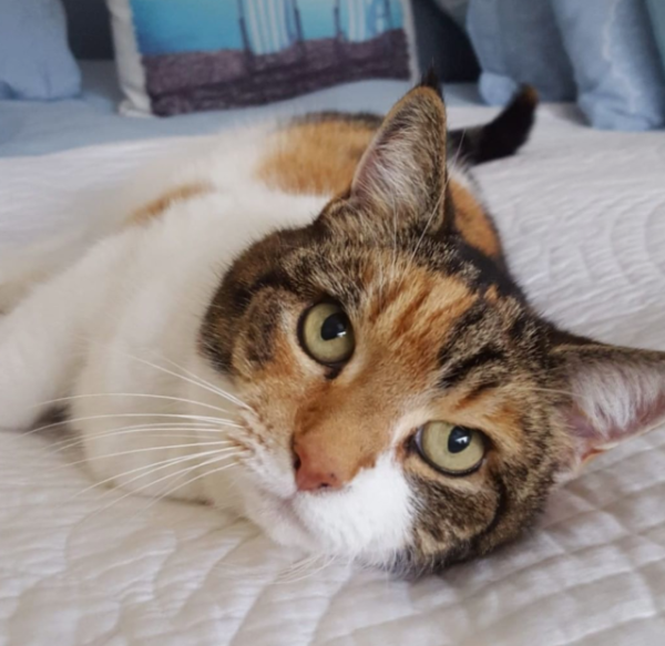 I have never missed your life, and the owner celebrates his birthday for the 23-year-old cat.