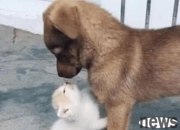 The woman woke up in the morning and found that the little cat was missing. She went out to search and walked to the yard and was uneasy.