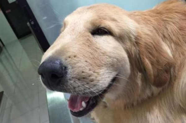 A dog stung by a bee? What should we do?