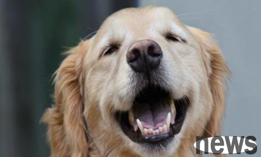 The reason and solution for heavy odor on dogs
