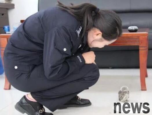 Police and people were rescued by injured owl