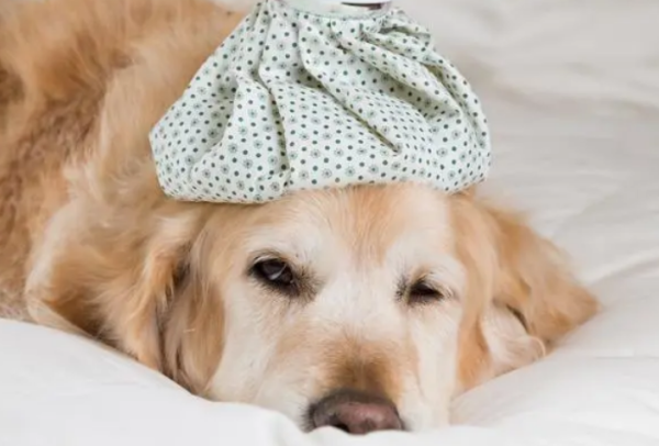 What should I do if my puppy has diabetes?