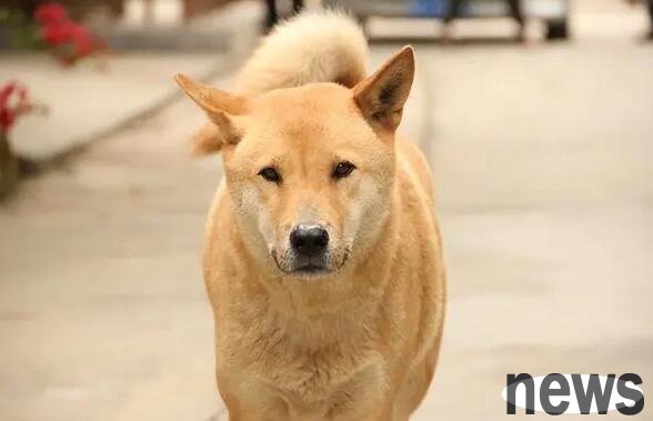 The five most human-friendly dogs, you will remember them for the rest of your life