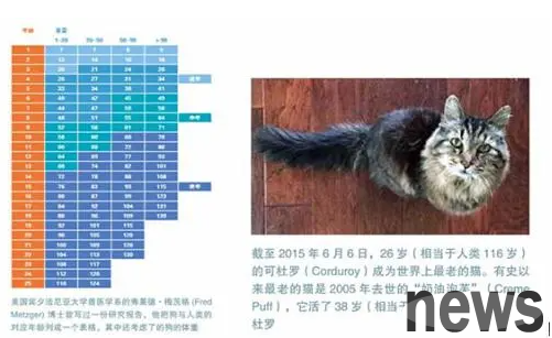 How many years does a domestic cat live? | Lifespan of a domestic cat usually live to about 12 years old