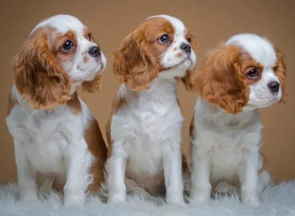 What should I do if my dog s anus is swollen and prominent? Pay attention to these places