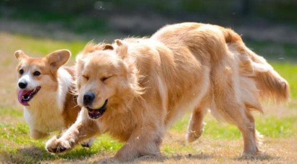 Dogs are urged to urinate frequently and can t urinate? It turns out that something went wrong here