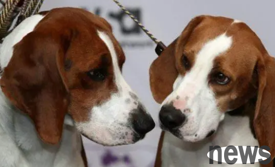 Surveys show that the dog s nose can smell the scent of cancer, and the probability is very high!