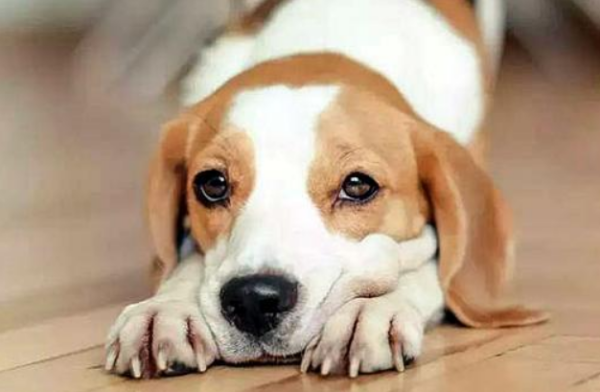 Symptoms and treatment of methylparthion poisoning in dogs