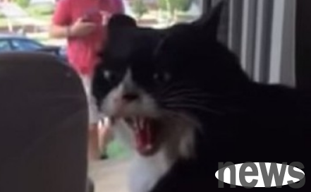 Pet cat is very dissatisfied with the new dog and is so angry that he grinned his teeth