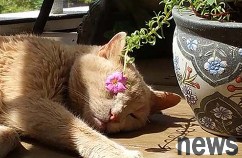 A woman adopts a 21-year-old sick cat and takes her on a trip to spend her last time with her