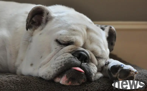 These 6 points are indispensable for dogs to lick their owners’ hands and feet!