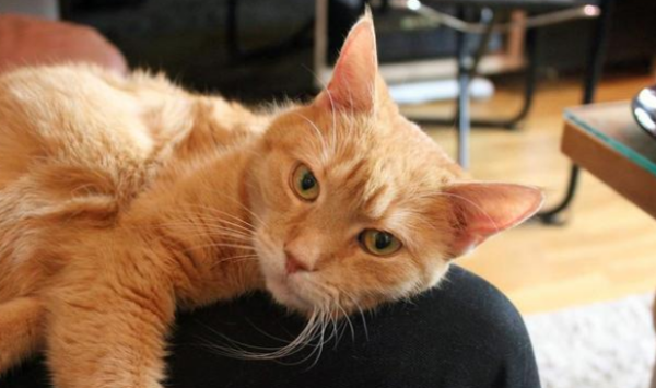How high is the IQ of a stray cat? Group a group to steal ham sausages and treat the boss as a transparent person