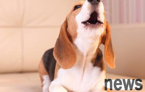 What do dogs want and shout to their owners? Why?