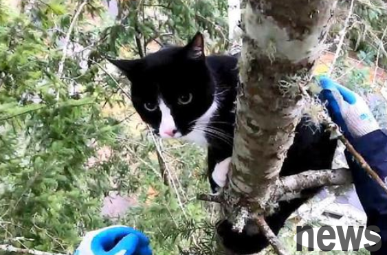A man climbed a tree to save the orange cat, but when he looked back, there was a cat hanging. The cow cat said: It s okay, I m not in a hurry