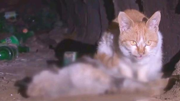 Two stray cats depend on each other for their lives, but their friend is dead, but the cat doesn t believe it and is 