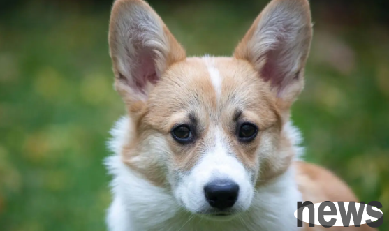 Do dogs keep turning around before defecation? Do you know what the reason is