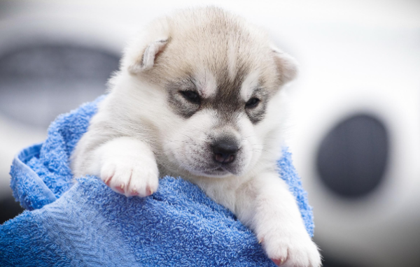 Ascending knowledge: 5 common reasons why dogs are lame?