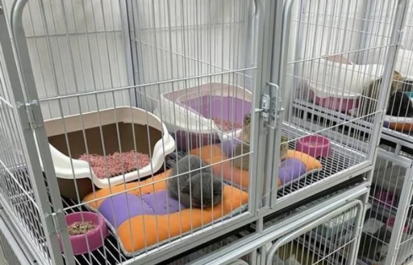 Online revealed that a pet store in Chengdu sells sick cats and dogs. The boss responded: If you are sick within 24 hours, you can return and exchange it.