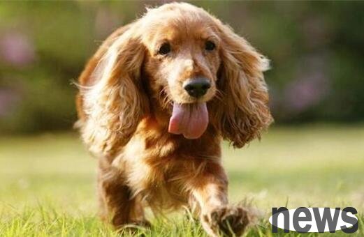 Can I take amoxicillin for urinary tract infection of puppies? Is amoxicillin effective for urinary tract infection of dogs?