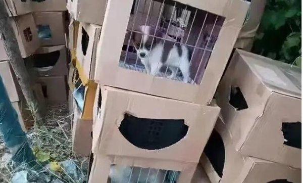 Hundreds of living pet blind boxes were abandoned at the entrance of the community, and the milk cat and dog were wailing continuously